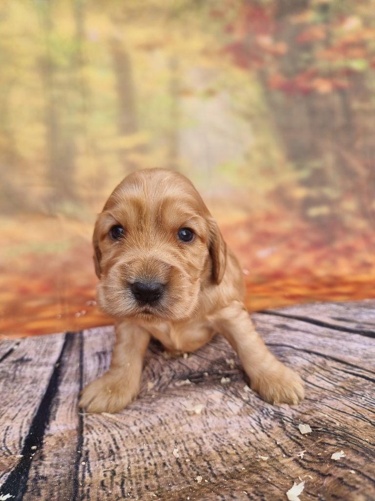 Chiot Elevage Des Bois De La Bro Eleveur De Chiens Cocker Spaniel