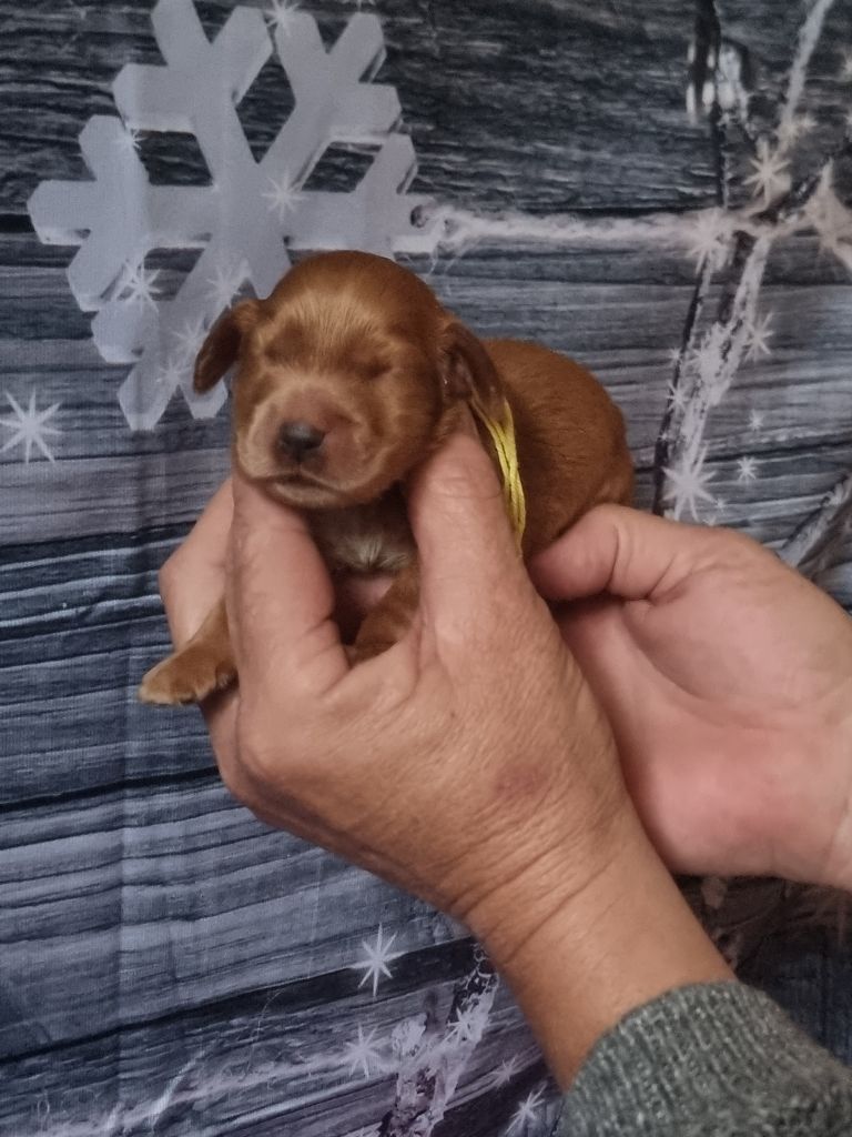 des bois de la bro - Chiot disponible  - Cocker Spaniel Anglais