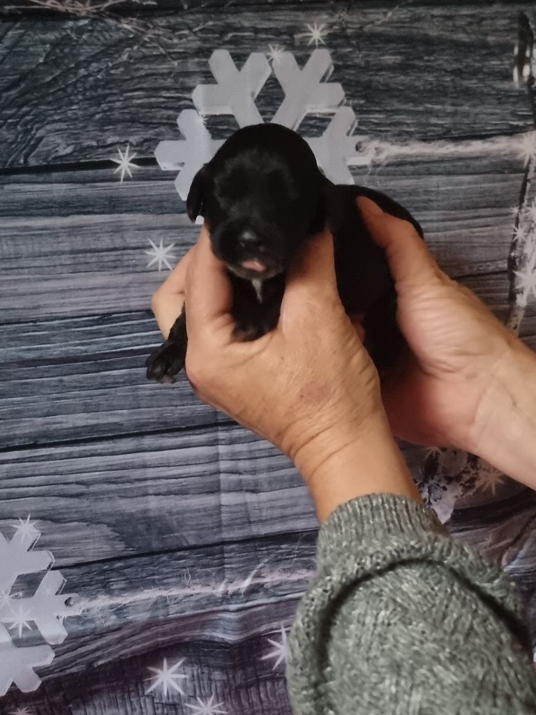 des bois de la bro - Chiot disponible  - Cocker Spaniel Anglais