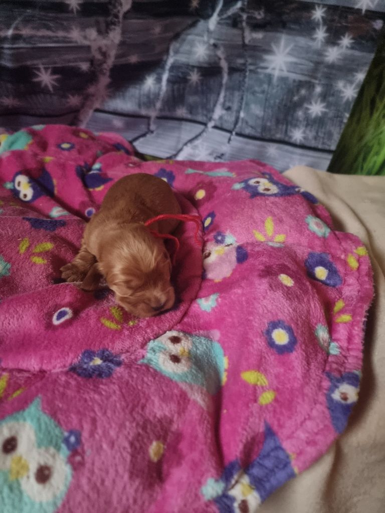 des bois de la bro - Chiot disponible  - Cocker Spaniel Anglais