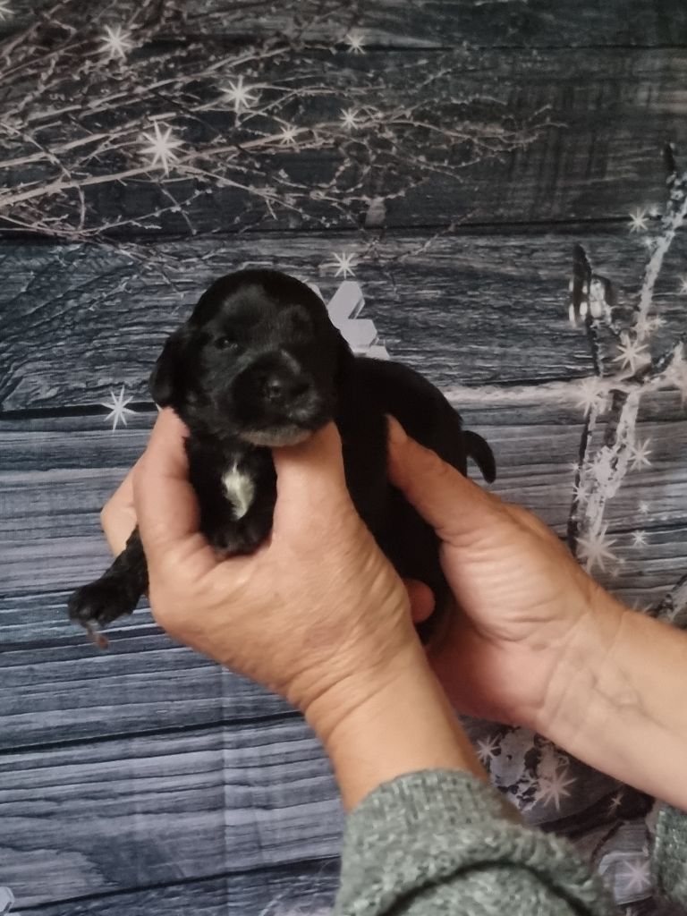 des bois de la bro - Chiot disponible  - Cocker Spaniel Anglais