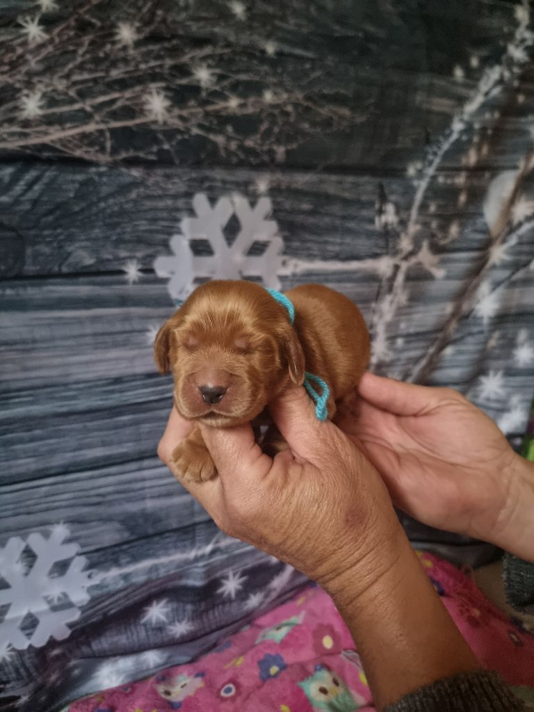 des bois de la bro - Chiot disponible  - Cocker Spaniel Anglais