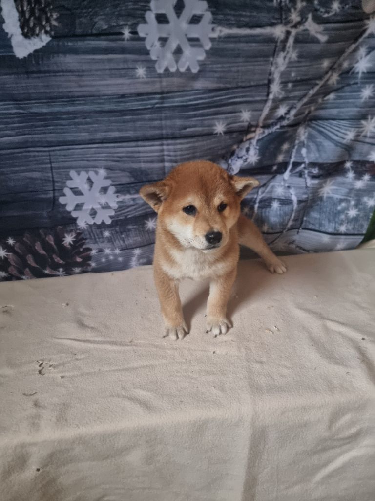 des bois de la bro - Chiot disponible  - Shiba