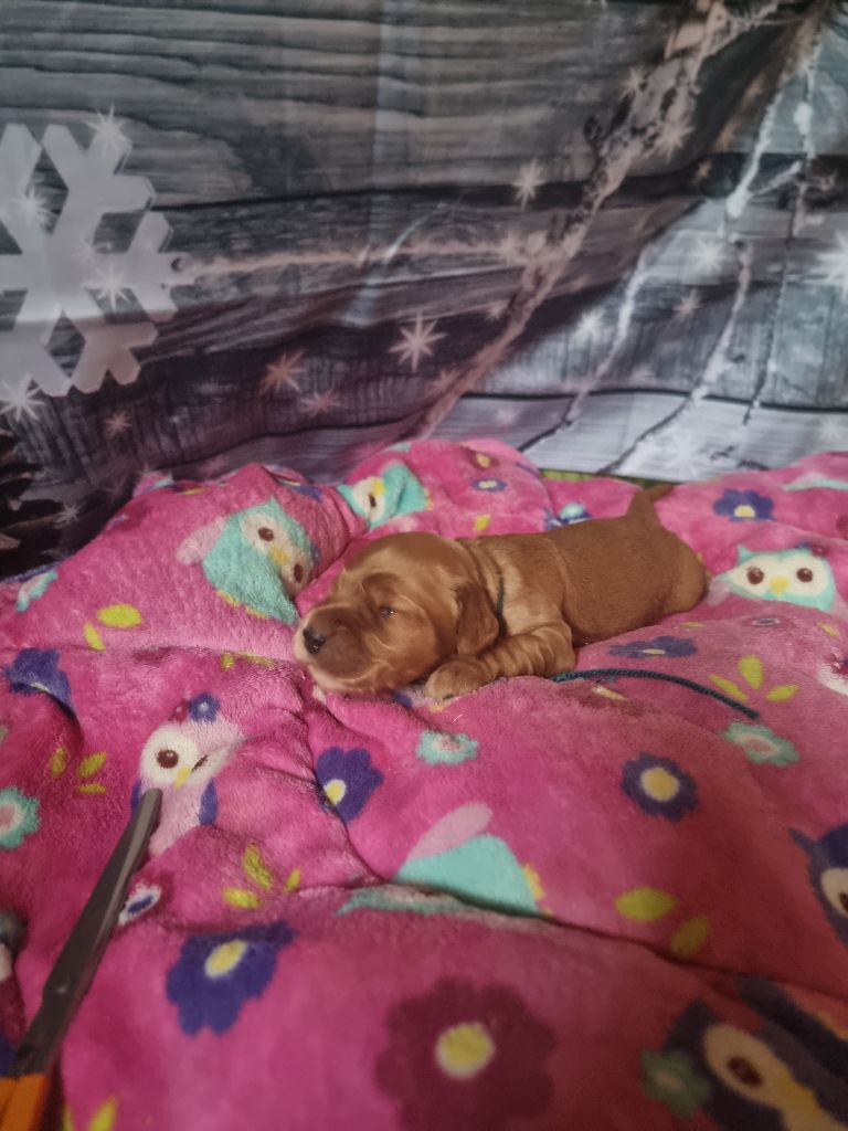 des bois de la bro - Chiot disponible  - Cocker Spaniel Anglais