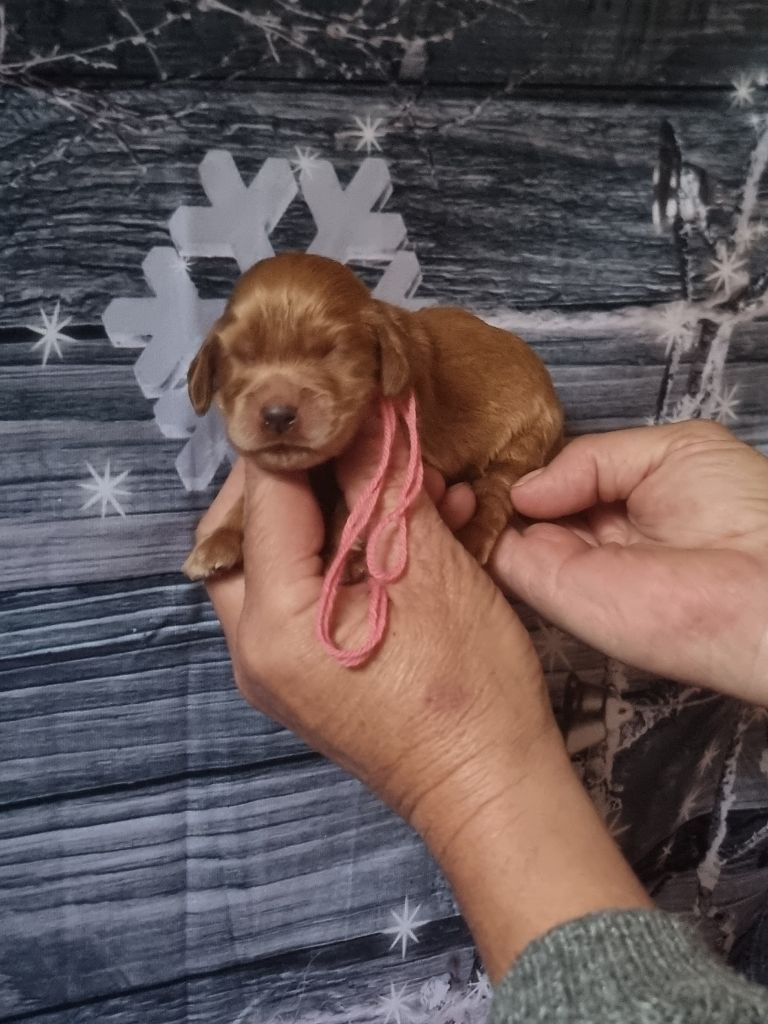 des bois de la bro - Chiot disponible  - Cocker Spaniel Anglais