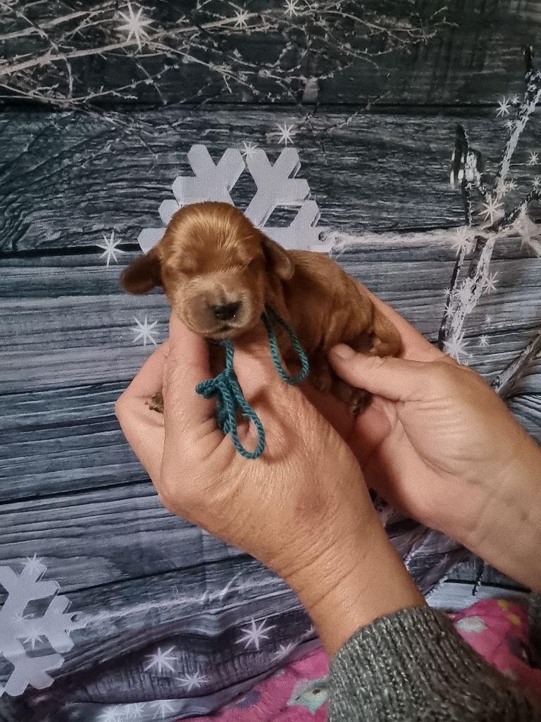 des bois de la bro - Chiot disponible  - Cocker Spaniel Anglais