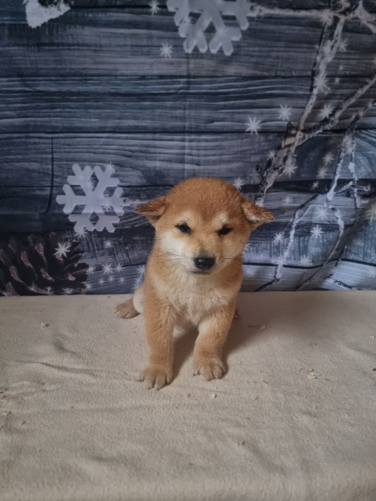 des bois de la bro - Chiot disponible  - Shiba