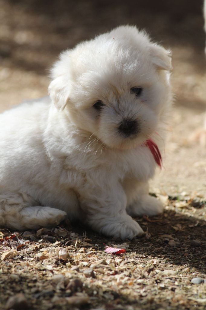 Elevage des bois de la bro eleveur de chiens Coton de Tuléar