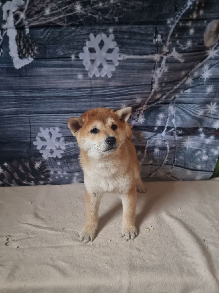 des bois de la bro - Chiot disponible  - Shiba