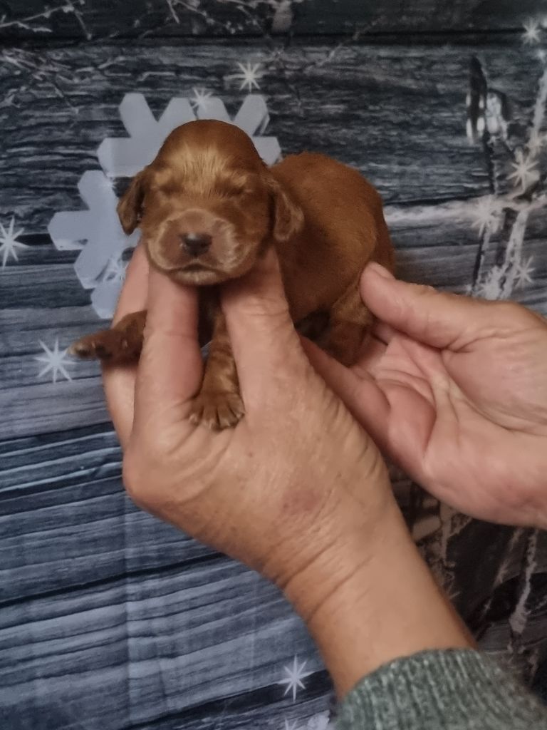 des bois de la bro - Chiot disponible  - Cocker Spaniel Anglais