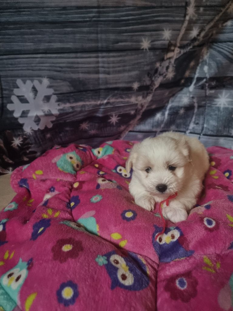 des bois de la bro - Chiot disponible  - Coton de Tulear