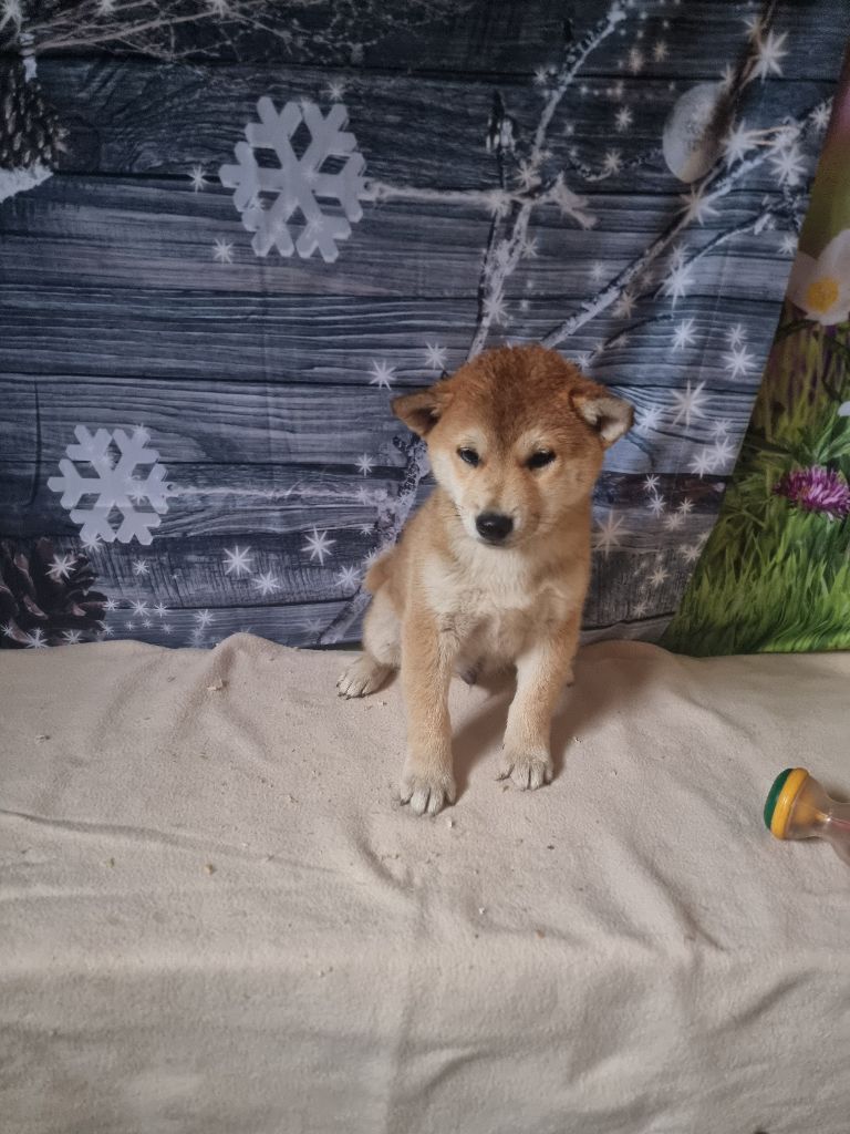 des bois de la bro - Chiot disponible  - Shiba