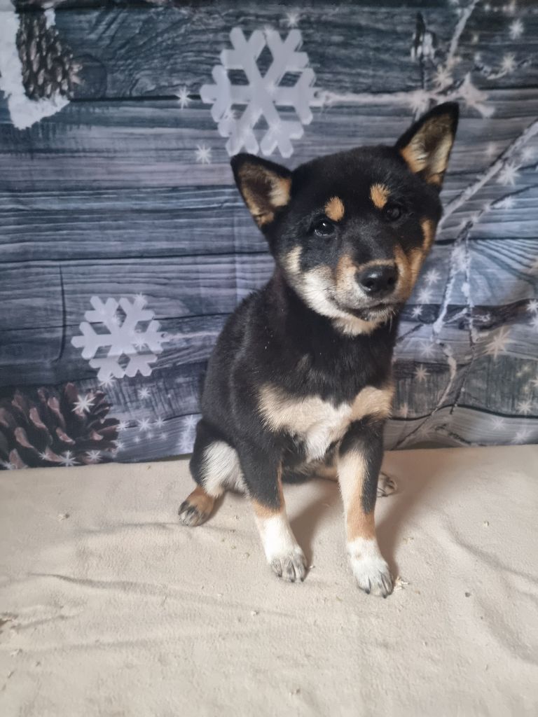 des bois de la bro - Chiot disponible  - Shiba