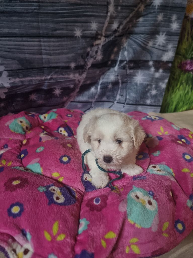 des bois de la bro - Chiot disponible  - Coton de Tulear