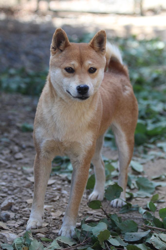 Ruby des bois de la bro