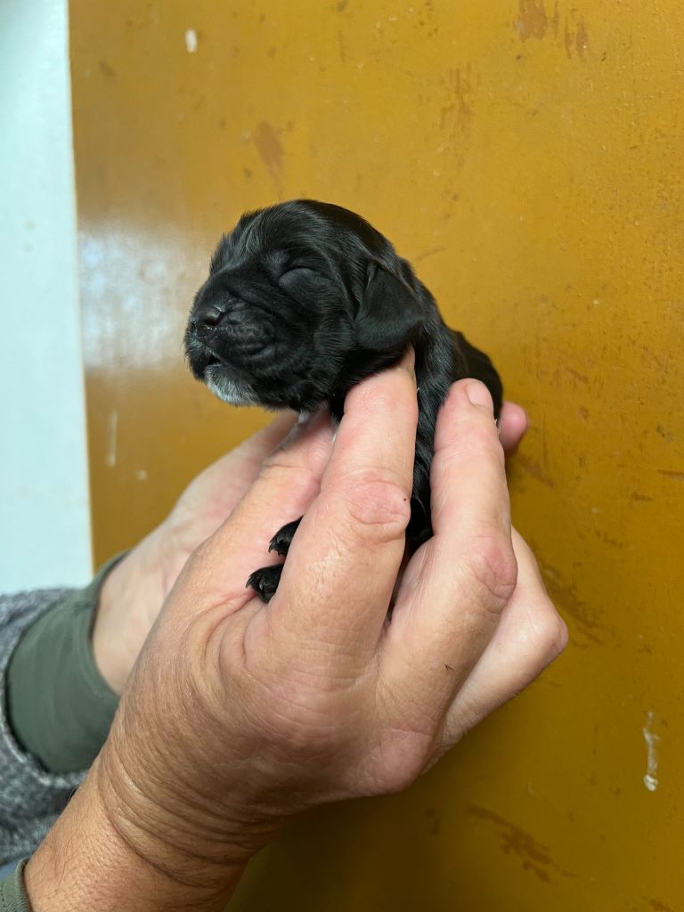 des bois de la bro - Chiot disponible  - Cocker Spaniel Anglais