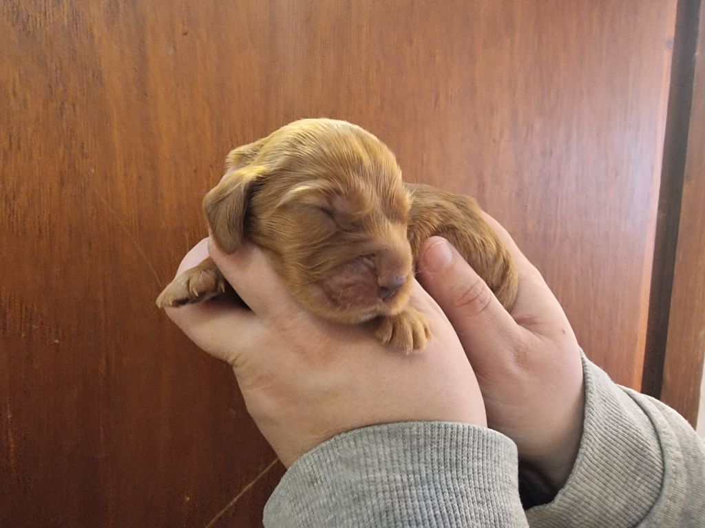 des bois de la bro - Chiot disponible  - Cocker Spaniel Anglais