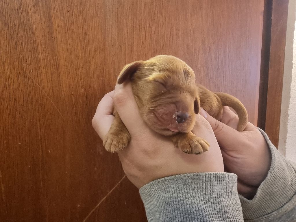 des bois de la bro - Chiot disponible  - Cocker Spaniel Anglais