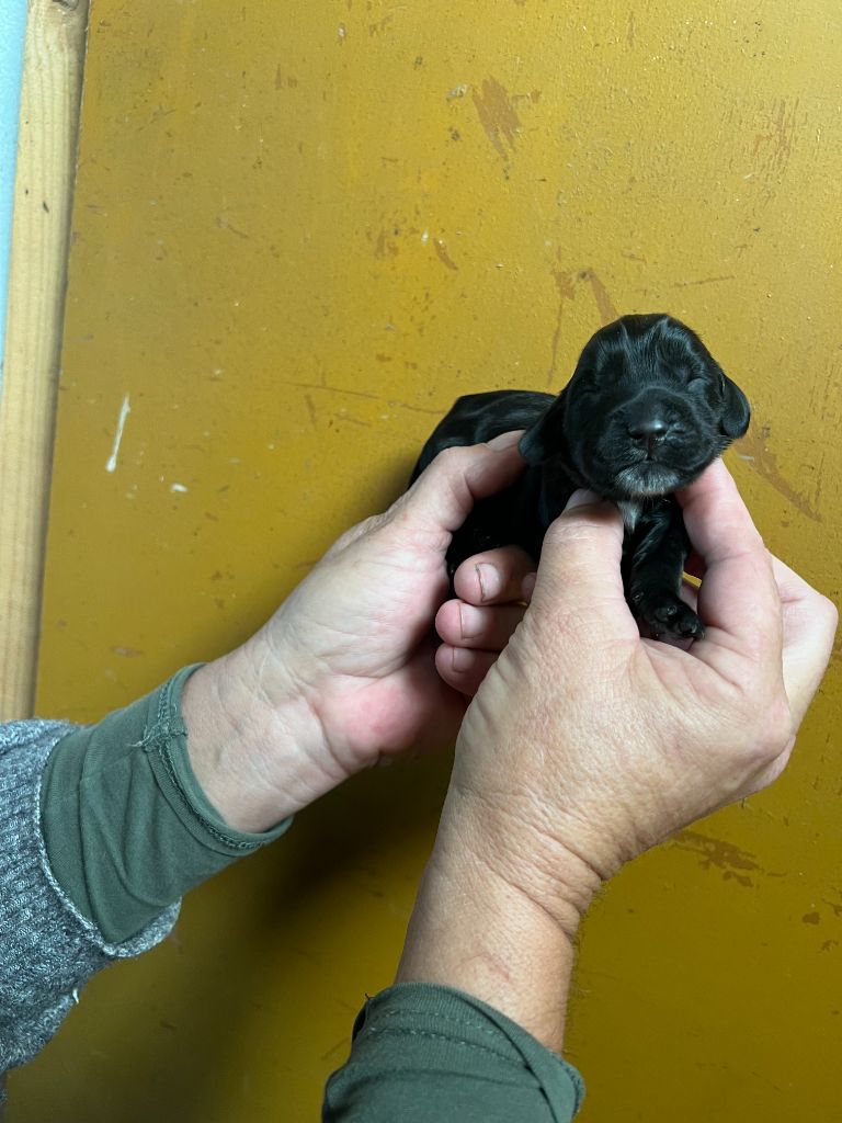 des bois de la bro - Chiot disponible  - Cocker Spaniel Anglais