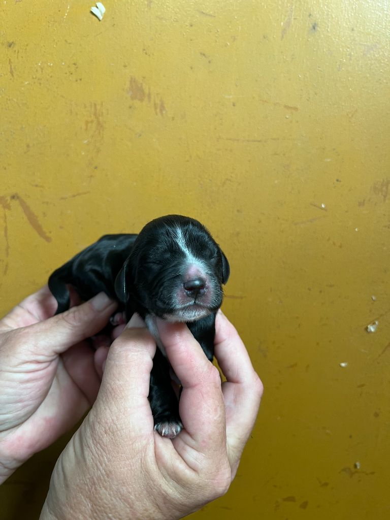 des bois de la bro - Chiot disponible  - Cocker Spaniel Anglais