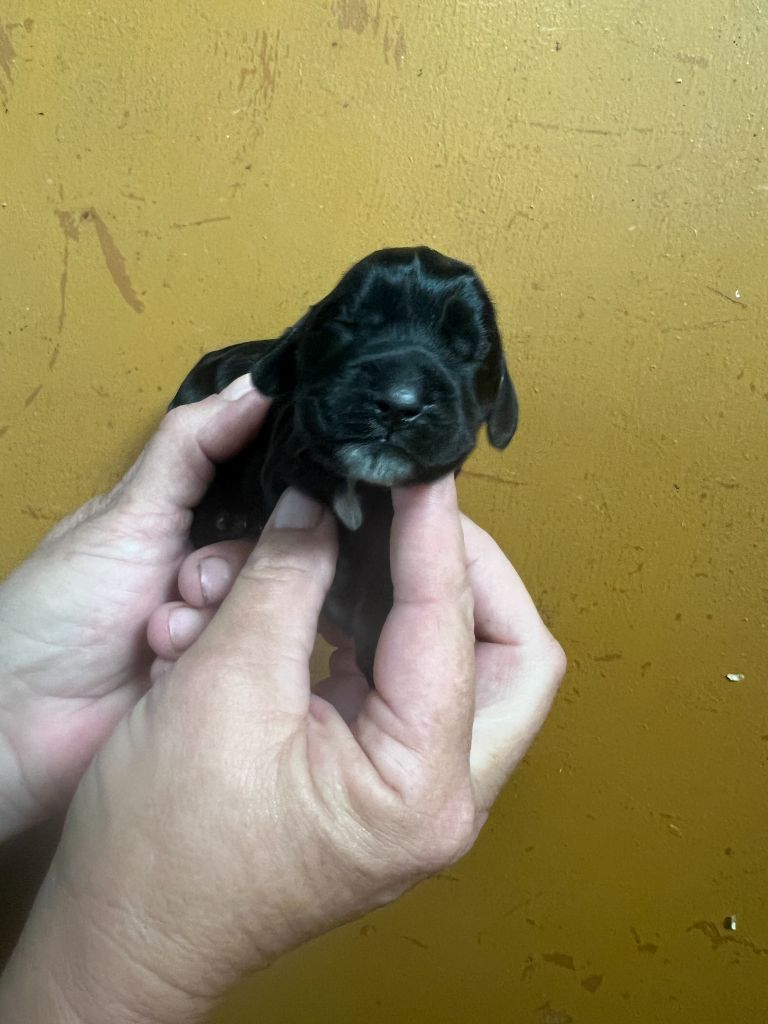 des bois de la bro - Chiot disponible  - Cocker Spaniel Anglais