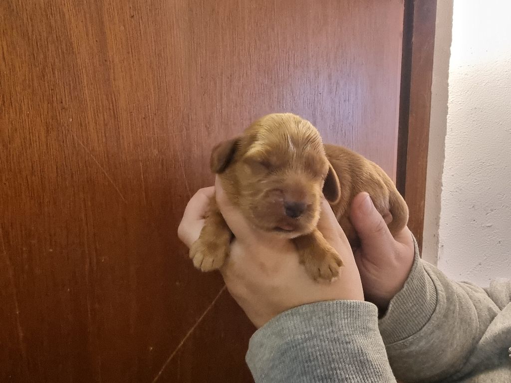 des bois de la bro - Chiot disponible  - Cocker Spaniel Anglais