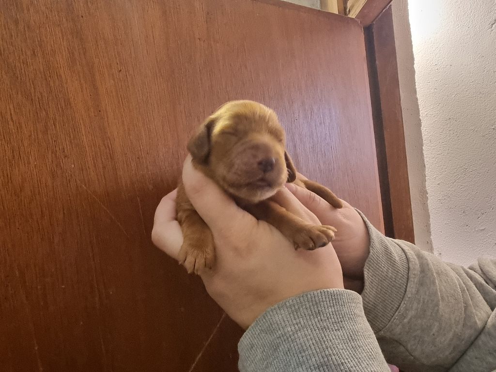 des bois de la bro - Chiot disponible  - Cocker Spaniel Anglais