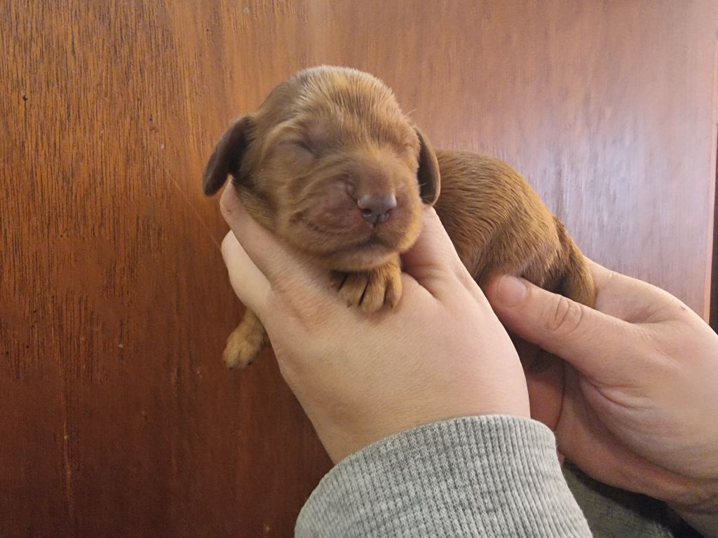 des bois de la bro - Chiot disponible  - Cocker Spaniel Anglais