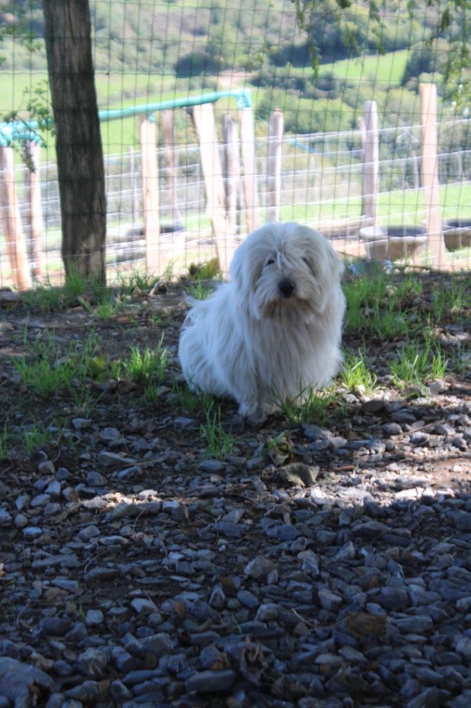 Polly des bois de la bro
