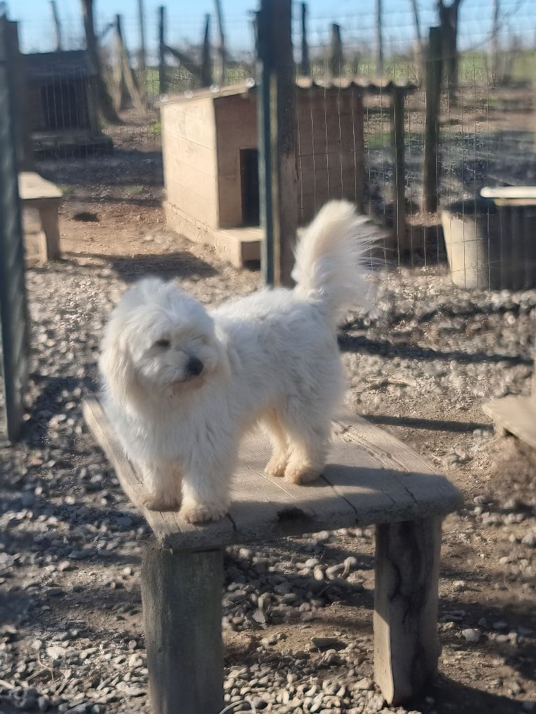 Vitamine des bois de la bro