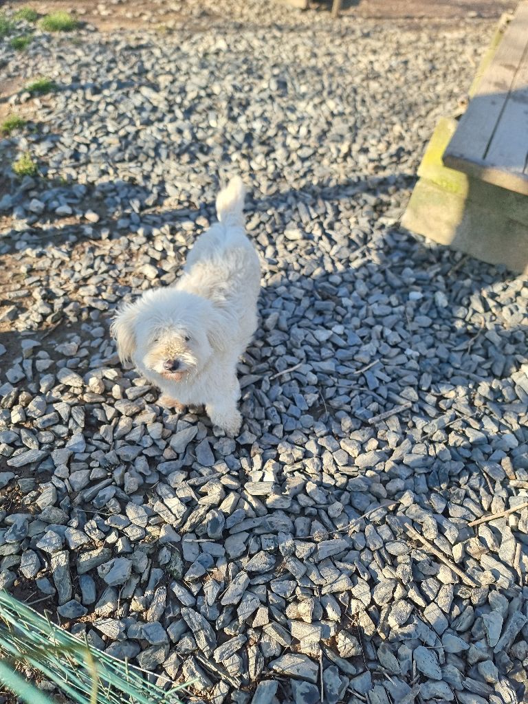 Vivaldi des bois de la bro