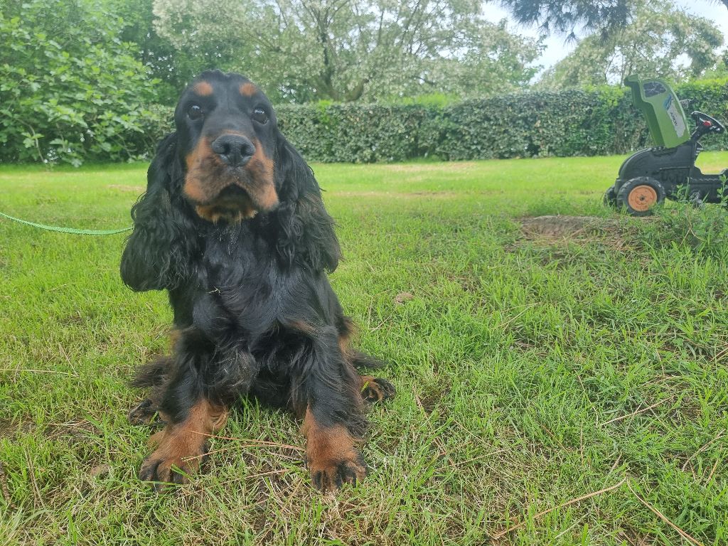 Virgule des bois de la bro