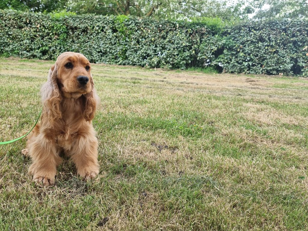 Uma des bois de la bro