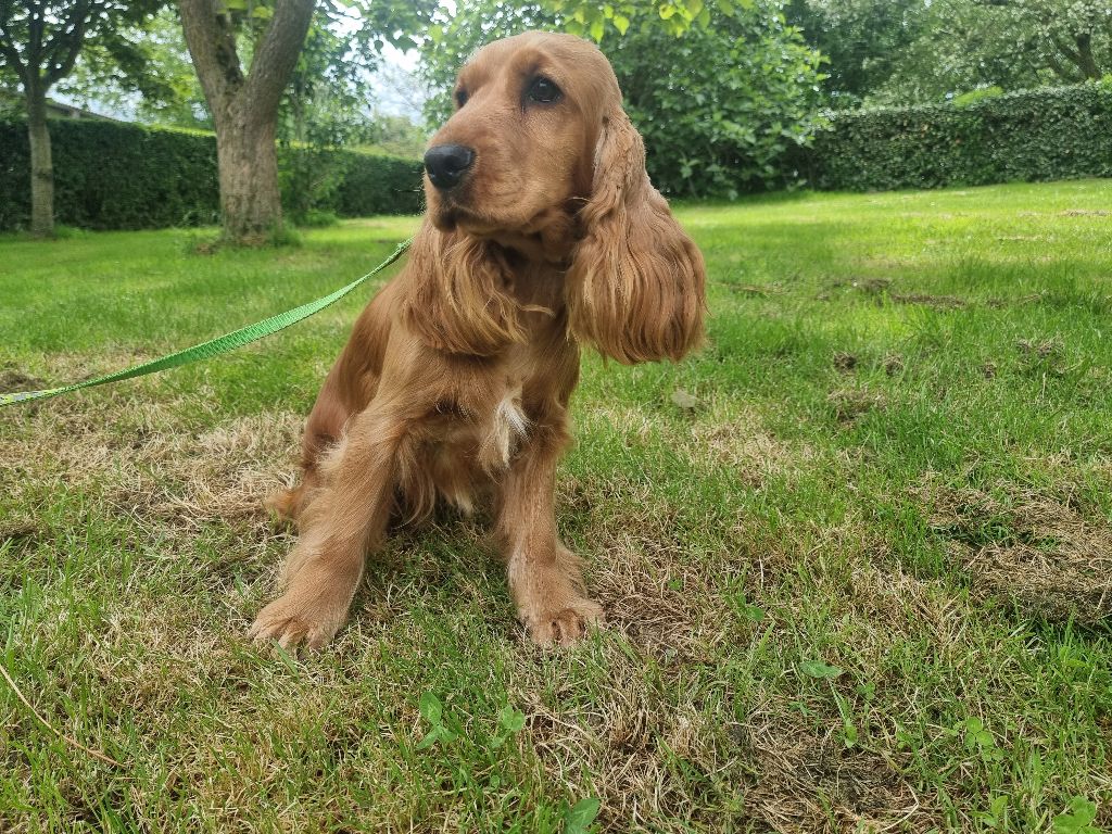 Vahine des bois de la bro
