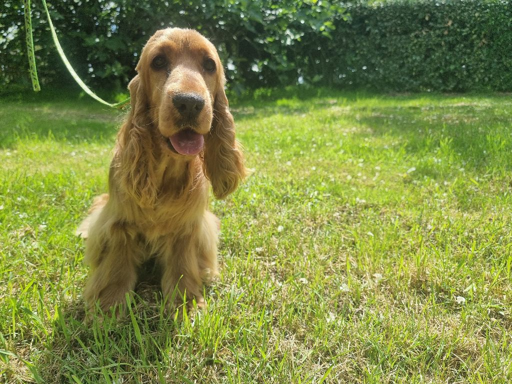 Vichy des bois de la bro