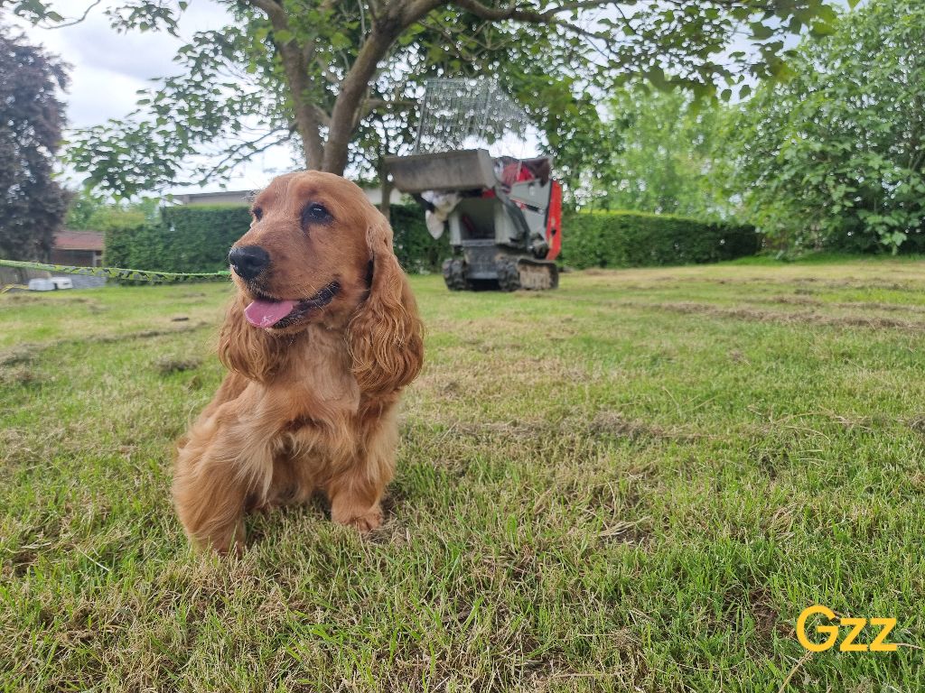 Venus des bois de la bro