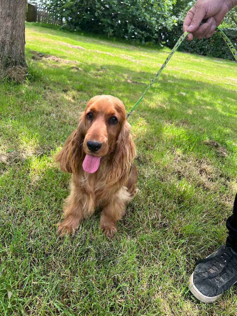 Violine des bois de la bro