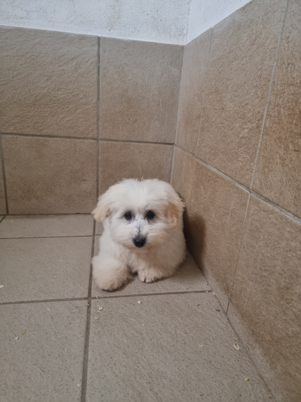 APPLE des bois de la bro