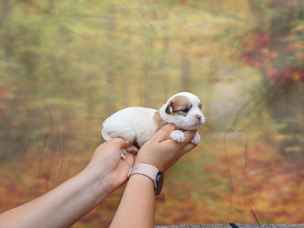 des bois de la bro - Chiots disponibles - Coton de Tulear