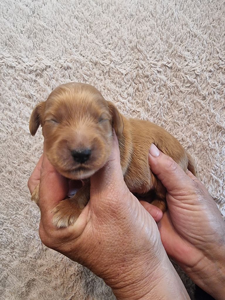 des bois de la bro - Chiots disponibles - Cocker Spaniel Anglais