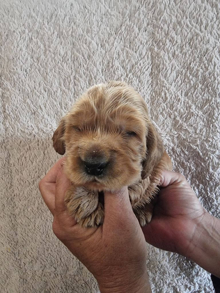 des bois de la bro - Chiots disponibles - Cocker Spaniel Anglais