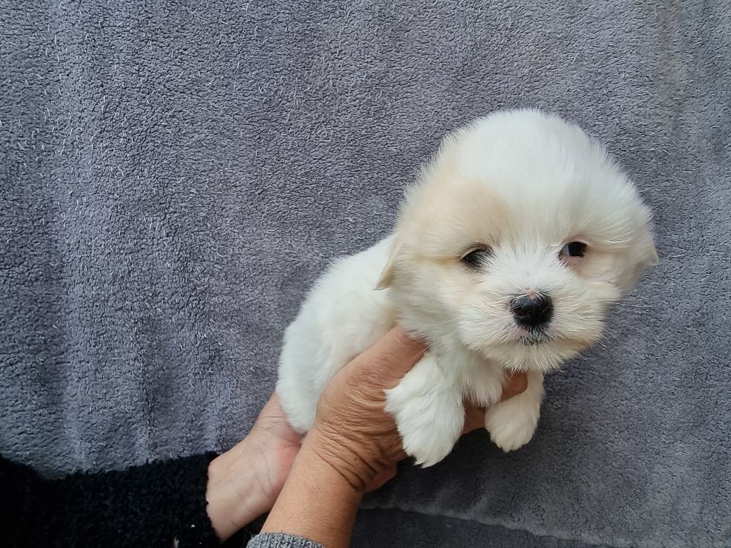 des bois de la bro - Chiots disponibles - Coton de Tulear