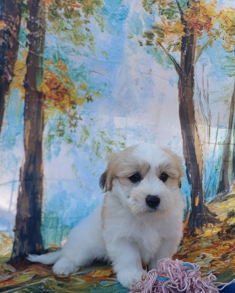 des bois de la bro - Chiots disponibles - Coton de Tulear