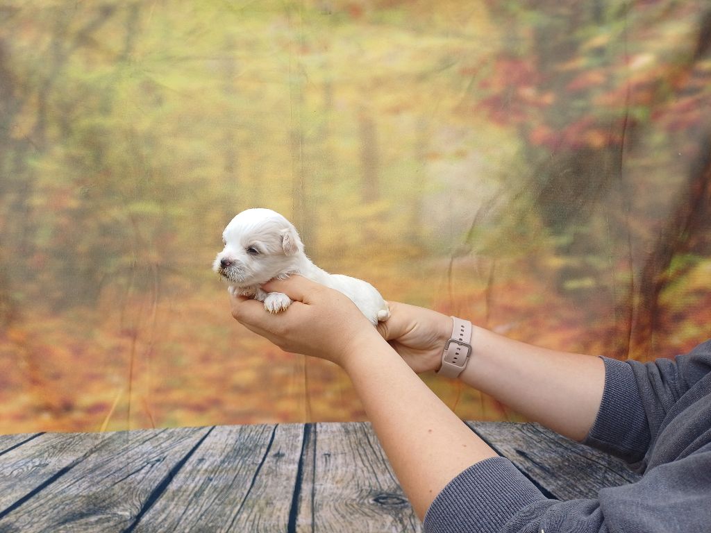 des bois de la bro - Chiots disponibles - Coton de Tulear