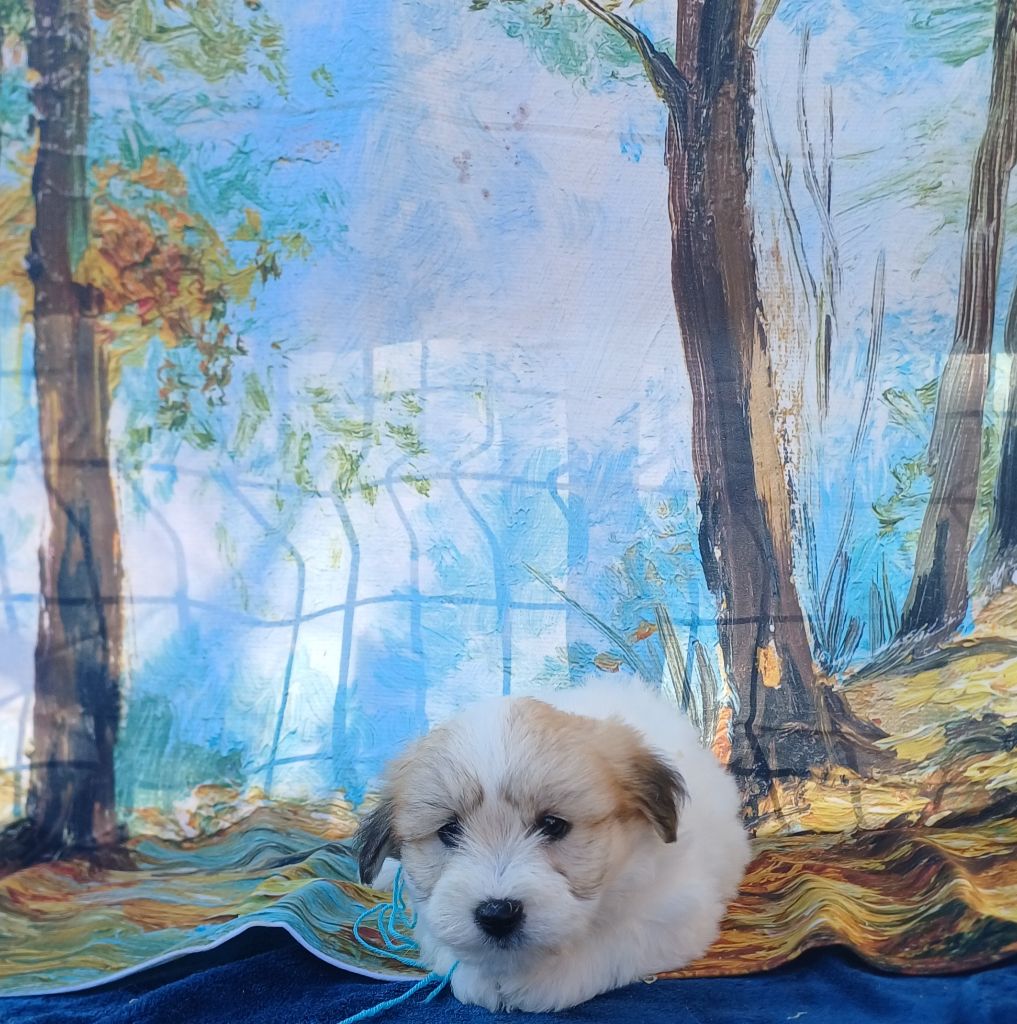 des bois de la bro - Chiots disponibles - Coton de Tulear