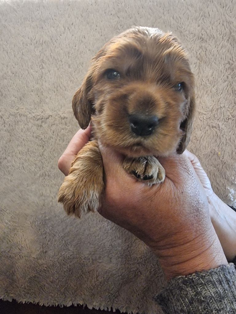 des bois de la bro - Chiots disponibles - Cocker Spaniel Anglais