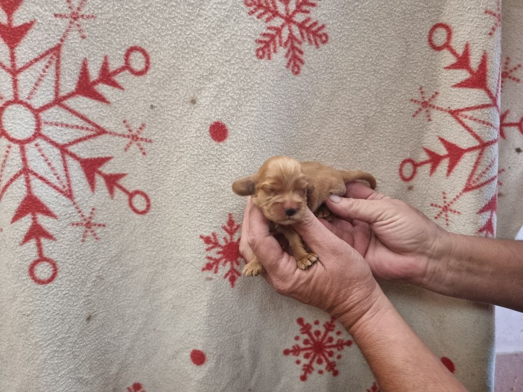 des bois de la bro - Chiots disponibles - Cocker Spaniel Anglais