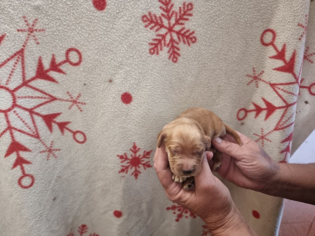 des bois de la bro - Chiots disponibles - Cocker Spaniel Anglais