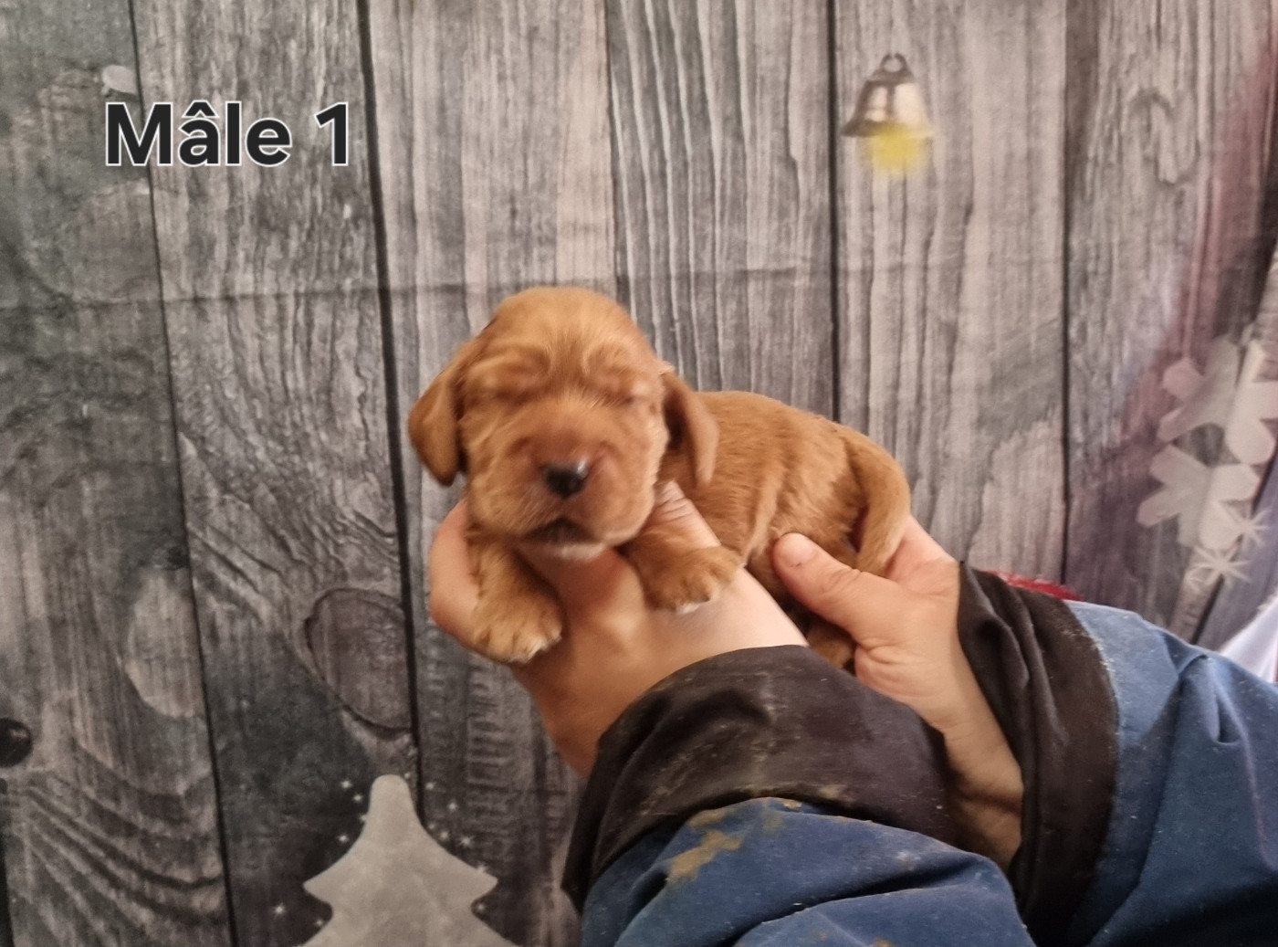 des bois de la bro - Chiots disponibles - Cocker Spaniel Anglais