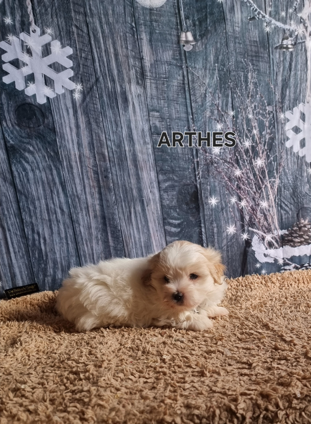 des bois de la bro - Chiots disponibles - Coton de Tulear